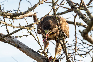 one beautiful hawk standing on the tree behind spiky branches feasting on its new catch