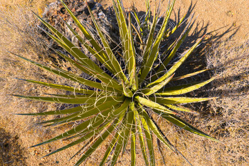 Naklejka na ściany i meble Joshua Tree National Park cactus in California