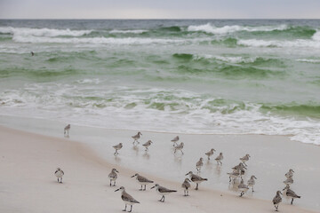 Fototapeta premium Sandpiper shore birds on the beach 