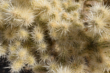 Joshua Tree National Park white cactus in California