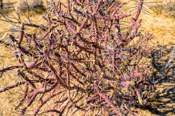 Joshua Tree National Park pinkish cactus in California
