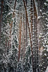 Obraz premium Winter forest concept. Trees in a snowy forest. Beauty of nature.