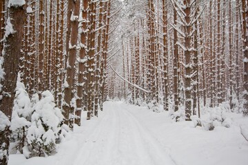 Fototapeta premium Winter forest concept. Trees in a snowy forest. Beauty of nature.