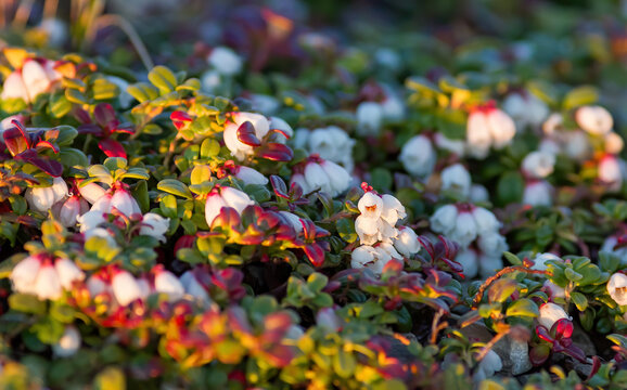 Blooming wild lingonberry (Vaccinium vitis-idaea). Beautiful tiny white lingonberry flowers. Tundra plants in the Arctic. Northern nature of Chukotka and Siberia. Far North of Russia. Close-up macro.