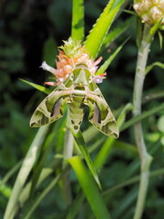 view of a Oleander Hawk-Moth (Daphnis nerii) perching on leaf with green nature blurred background.