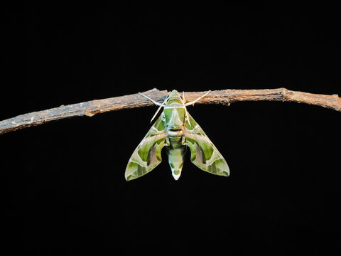 view at night of a new born Oleander Hawk-Moth (Daphnis nerii) perching on dry branch with black background.