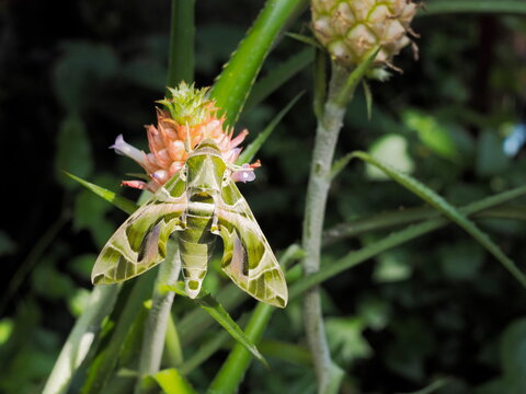 view of a Oleander Hawk-Moth (Daphnis nerii) perching on leaf with green nature blurred background.