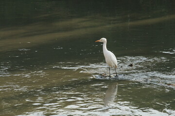 great white heron
