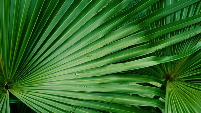 tropical green leaf, close up of large palm foliage in rainforest