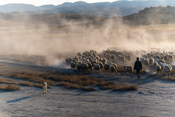 White sheep on the land with beautiful sunset. Many sheep walking around the field .Farm animals concept.