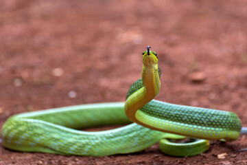 The arboreal rat snake in defensive position