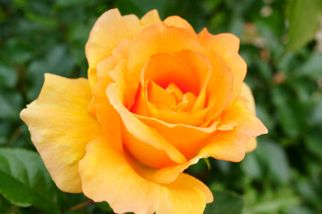 Close-up of a beautifully blooming rose named 