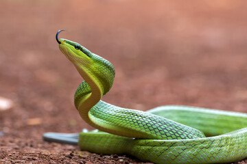 The arboreal rat snake in defensive position