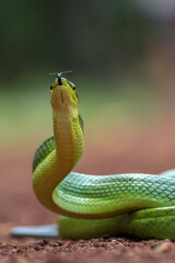 The arboreal rat snake in defensive position