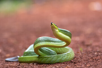 Fototapeta premium The arboreal rat snake in defensive position