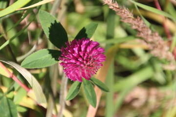 October Bloom, Jasper National Park, Alberta