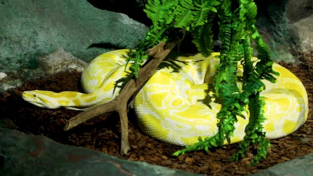 The Burmese python (Python bivittatus albina) is one of the largest species of snakes. It is native to a large area of Southeast Asia but is found as an invasive species elsewhere.