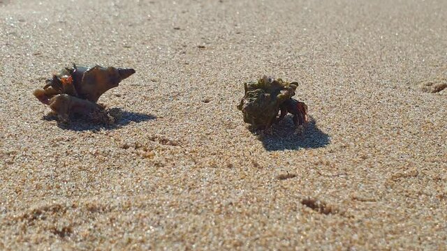 Close-up of two hermit crabs, one is walking on sand. Zoom out