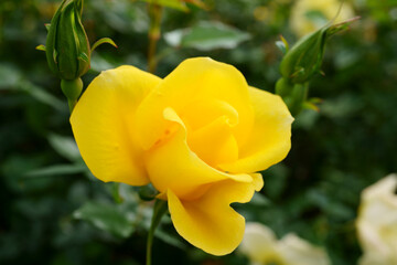 Close-up of a beautifully blooming rose named 