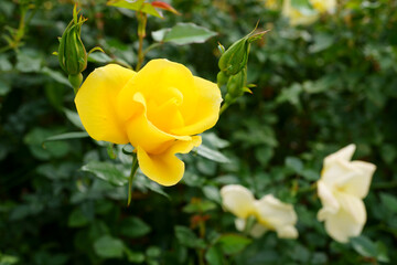 Close-up of a beautifully blooming rose named "Limoncello"