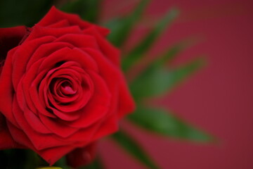 Red rose close-up on a  red background.Valentine's day greeting card. Floral card with bright red flower.Wedding day, mother's day and women's day.copy space.