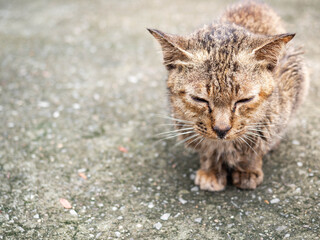 A brown cat in the rain.Sit with eyes closed