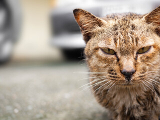 A close-up picture of a brown cat wet in the rain sitting and facing straight.