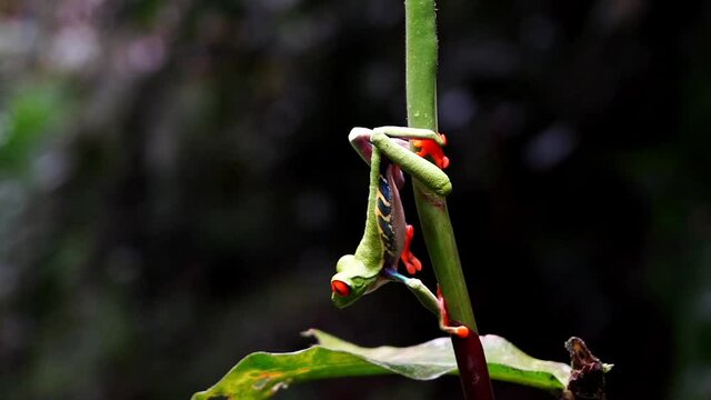 Beautiful cinematic close up view of the green frog with red eye -Agalychnis callidryas- in the Rain forest of Costa Rica