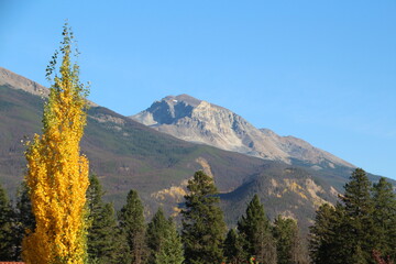 Autumn In Front Of The Mountains, Jasper National Park, Alberta