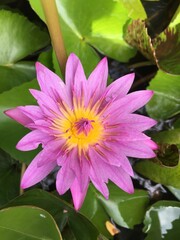 pink flower lotus nature water lily blossom beauty flora
