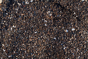 Shells close-up. Background. Travel concept background. Abstract natural background. Textured background. The concept of nature