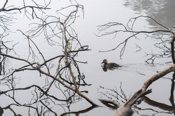 Duck swimming under a branch in a lake at dawn, foggy morning