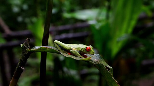 Beautiful cinematic close up view of the green frog with red eye -Agalychnis callidryas- in the Rain forest of Costa Rica