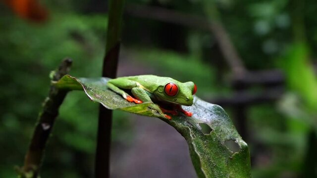 Beautiful cinematic close up view of the green frog with red eye -Agalychnis callidryas- in the Rain forest of Costa Rica