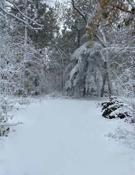 Beautiful winter scene after first snow.  Took photo before we made any footprint while hiking.
