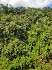 Fototapeta na wymiar Bosque tropical 