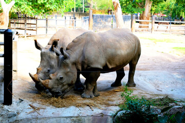 Two rhinoceros stand side by side in a zoo