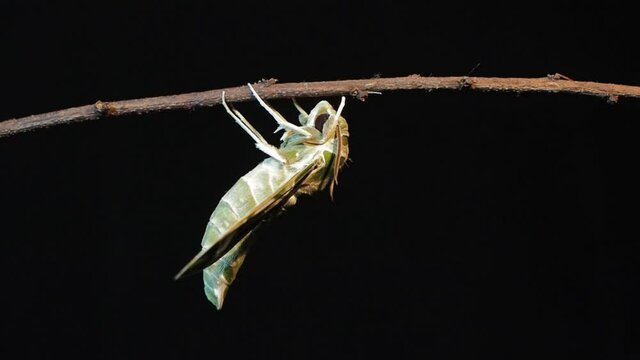 Vdo. view side of a new born Oleander Hawk-Moth (Daphnis nerii) perching on dry branch with black background.