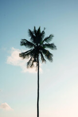 Kokospalmenfarm in Indien © 35mm