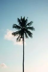 Kokospalmenfarm in Indien © 35mm