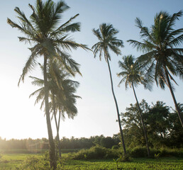  coconut tree farm in India