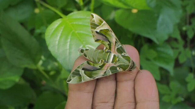 Vdo. view of a Oleander Hawk-Moth (Daphnis nerii) perching on hand with green nature blurred background.