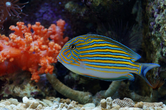 The Lined Surgeonfish (Acanthurus lineatus)