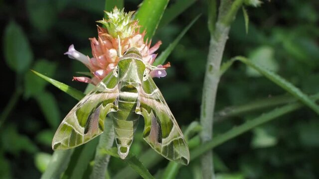 Vdo. view of a Oleander Hawk-Moth (Daphnis nerii) perching on leaf with green nature blurred background.