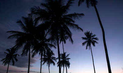  coconut tree farm in India