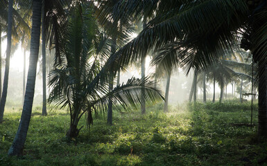  coconut tree farm in India