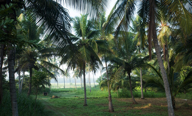 Fototapeta premium coconut tree farm in India