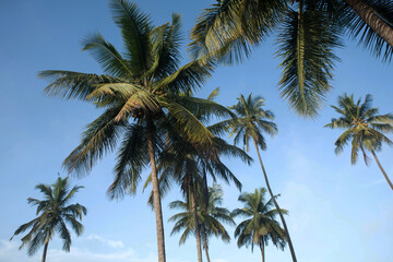 coconut tree farm in India