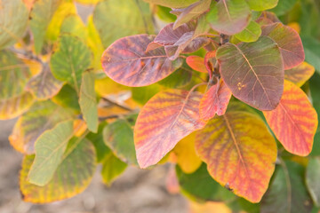 Colored leaves on tree branch, close up, soft selective focus. Mid autumn. Season change concept.