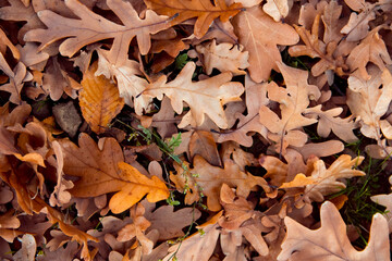 Fallen oak leaves on ground. Season change concept. Autumn mood.